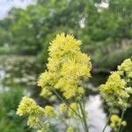 Thalictrum flavum 花