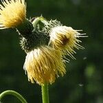 Cirsium erisithalesFlower