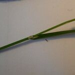 Carex laevigata Blad