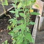 Chenopodium pratericola 葉