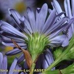 Symphyotrichum × versicolor Flower