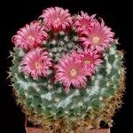 Mammillaria magnimamma Агульны выгляд