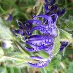 Phyteuma sieberi Flor