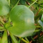 Eichhornia crassipes Fruit