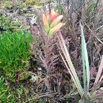 Castilleja fissifolia Habit