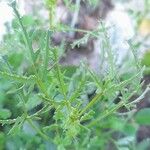 Medicago laciniata Φύλλο