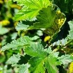 Ribes magellanicum Hoja