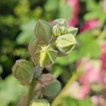 Alcea setosa Іншае