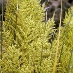 Nolina microcarpa Flower