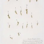 Solenopsis laurentia 形態