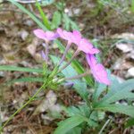 Phlox glaberrima অভ্যাস