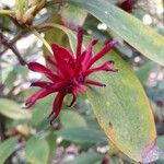 Illicium floridanum Blüte