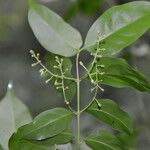 Chiococca alba Leaf