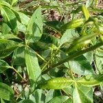 Lithraea molleoides Hoja