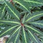 Chimaphila maculata Hoja