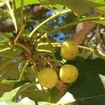 Ekebergia capensis Φρούτο