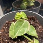 Peperomia scandens List