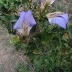 Acanthus ilicifolius Flower