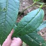 Senecio hercynicus Leaf