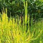 Ephedra distachya Ліст