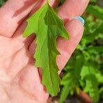 Chenopodium ficifolium 葉