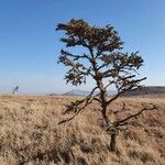 Vachellia drepanolobium Hàbitat