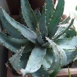 Aloe peglerae Leht