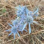 Eryngium amethystinum Blomma