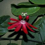 Passiflora glandulosa 花