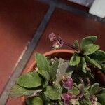 Kalanchoe miniata Folha