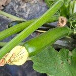 Cucurbita pepo Fruit