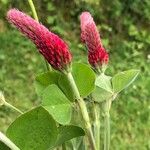 Trifolium incarnatum 花