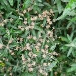 Anaphalis triplinervis 花