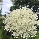 Visnaga daucoidesFlor