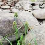 Cyperus hortensis Pokrój