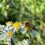 Doellingeria umbellata 花