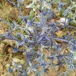 Eryngium creticum পাতা