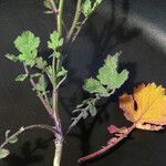Brassica fruticulosa Hoja
