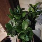 Ficus microcarpaFulla