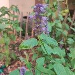 Agastache rugosa Fuelha