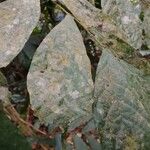 Dorstenia kameruniana Лист