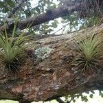 Tillandsia fasciculata ᱛᱟᱦᱮᱸ