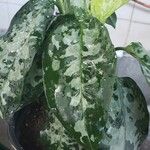 Aglaonema pictum 葉