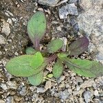 Sonchus bulbosus Levél