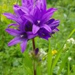 Campanula glomerataBlomst