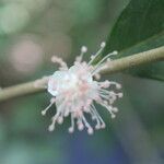 Eugenia stictopetala Fruit