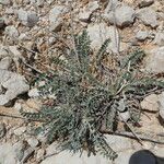 Astragalus incanus Leaf