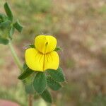 Lotus edulis Flower