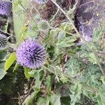 Echinops bannaticusപുഷ്പം