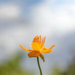 Trollius chinensis फूल